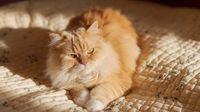 Why Does My Cat Knead Me? Reasons & Meanings