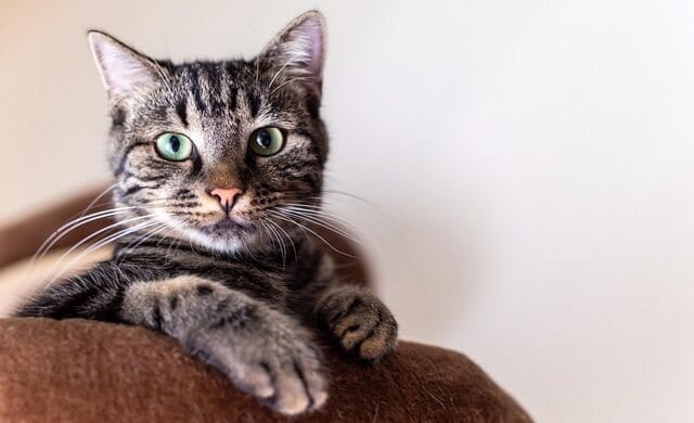 Why Does My Cat Lick Me? Reasons & Meanings