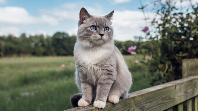 Introducing a New Cat to Your Home