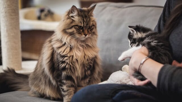Do Cats Get Jealous? Signs and How to Handle It