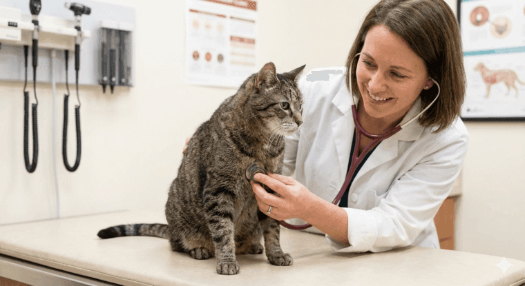 Why Does My Cat Meow at Night? Causes & Solutions 5 Medical Issues and Pain why does my cat meow at night petwynn